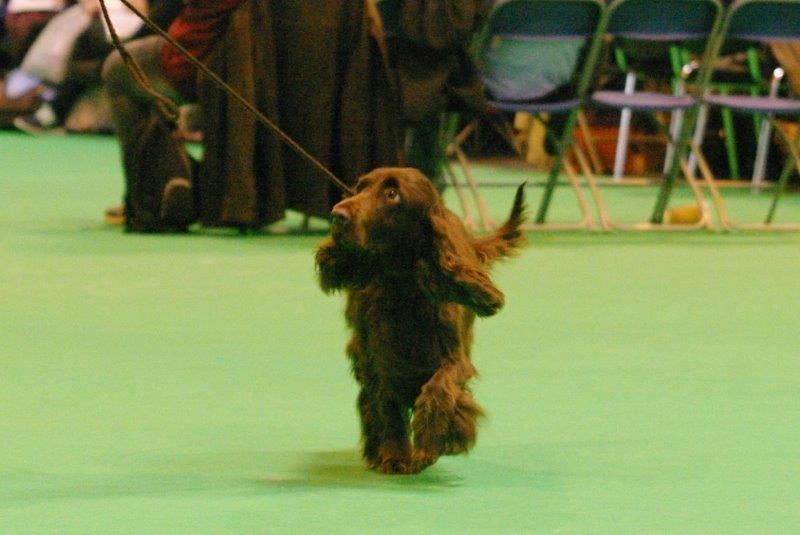 Crufts 2017